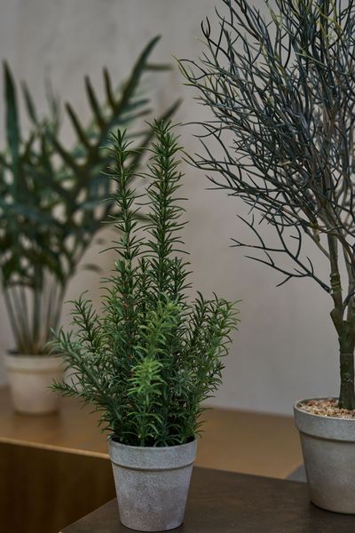 Hovedbilde Speedtsberg ROSMARIN I POTTE ...