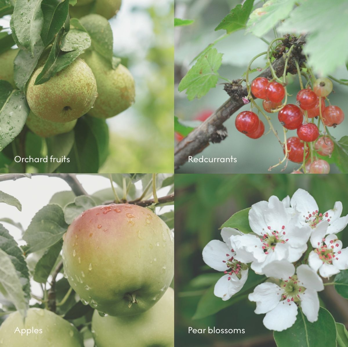 Skandinavisk DUFTLYS Fjord 200g