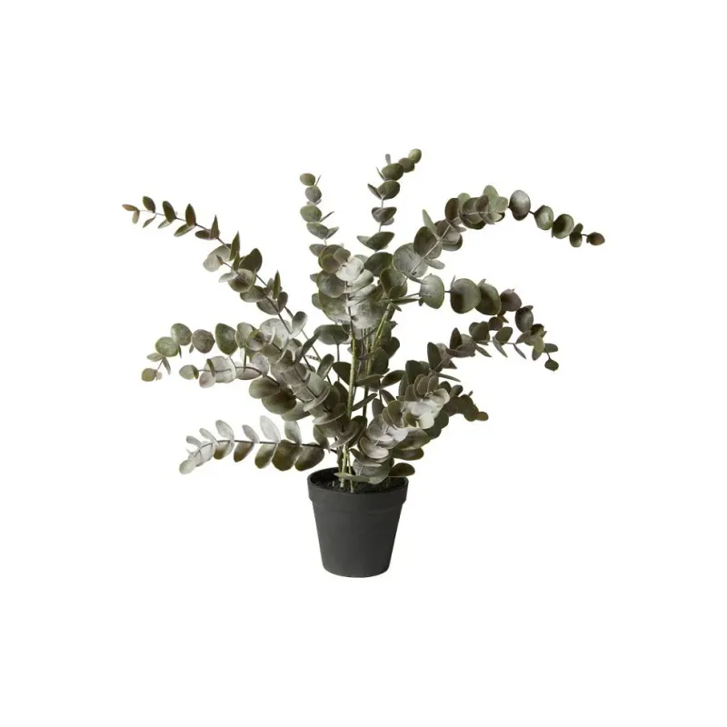 Speedtsberg EUCALYPTUS Plante 54 cm